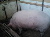 porc de peste 250 de kg si purcei de 8 sapt