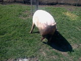 porc de vanzare