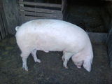 porc130 kg