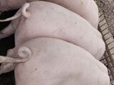 Porci de carne