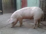 Porci de Carne rasa Petrain 100 -110 KG Pret 10 lei/KG viu