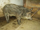 Porci de mangalica