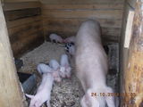 porci de vanzare