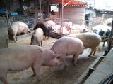 Porci diverse categori