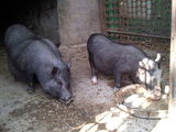 porci vietnamezi