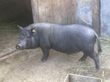 porci vietnamezi eftini