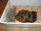 Porcusor de Guineea