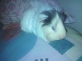 porcusor de guineea