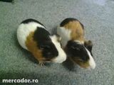 Porcusori de guineea