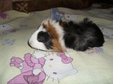 porcusori de guineea