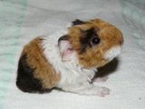 Porcusori de guineea de rasa