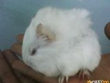 Porcusorii de guinea