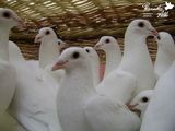 Porumbei albi pentru nunta