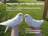 PORUMBEI ALBI PENTRU NUNTA TIMISOARA