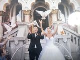 Porumbei albi pentru nunti si alte evenimente