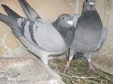 Porumbei voiajori