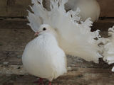 porumbita alba voltata