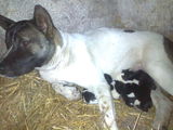 pui akita american