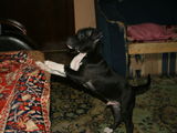 pui amstaff 10 saptamani