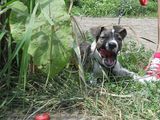 pui amstaff