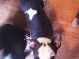 pui amstaff blue