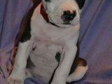 pui amstaff cu  pedigree