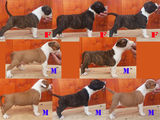 Pui amstaff cu pedigree(Show Quality)