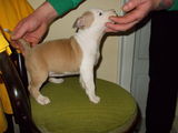 pui amstaff de vanzare