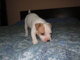 pui amstaff femela nascuta pe 25 noiembrie 2013
