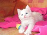 pui angora turceasca alb