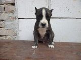 Pui bandog superb