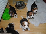 Pui Beagle