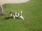 pui beagle tricolor