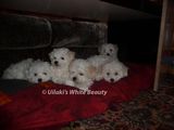 pui bichon cu pedigre(certificat de origine)