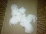 Pui Bichon Frise