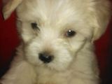Pui Bichon Maltese