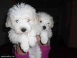 pui bichon superbi