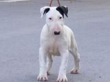 pui bull terrier