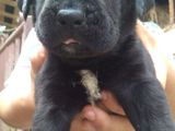 pui cane corso