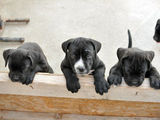 Pui Cane Corso