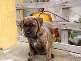 Pui Cane corso