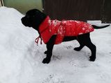 pui cane corso