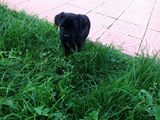 Pui Cane Corso cu Pedigree