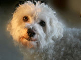 PUI CATEL BICHON