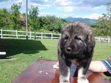 Pui caucazian