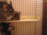 Pui chinchilla oferta