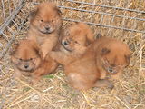 pui chow-chow