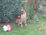 Pui ciobanesc belgian Malinois