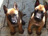 Pui ciobanesc belgian malinois