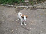 Pui ciobanesc bucovina spre ADOPTIE
